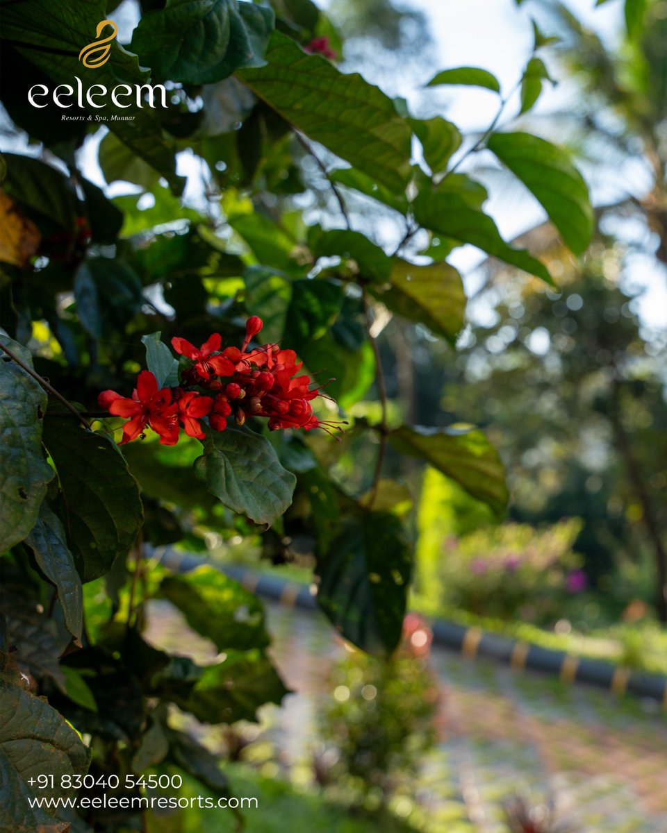 eeleemmunnar's tweet image. Calm lives here… and it’s calling you. 🌿
Wake up to misty mornings, lush greenery, and moments that slow time itself

Eeleem Resorts and Spa
info@eeleemresorts.com
+91 83040 54500
eeleemresorts.com

#EeleemResortAndSpa #EeleemMunnar #MunnarResorts