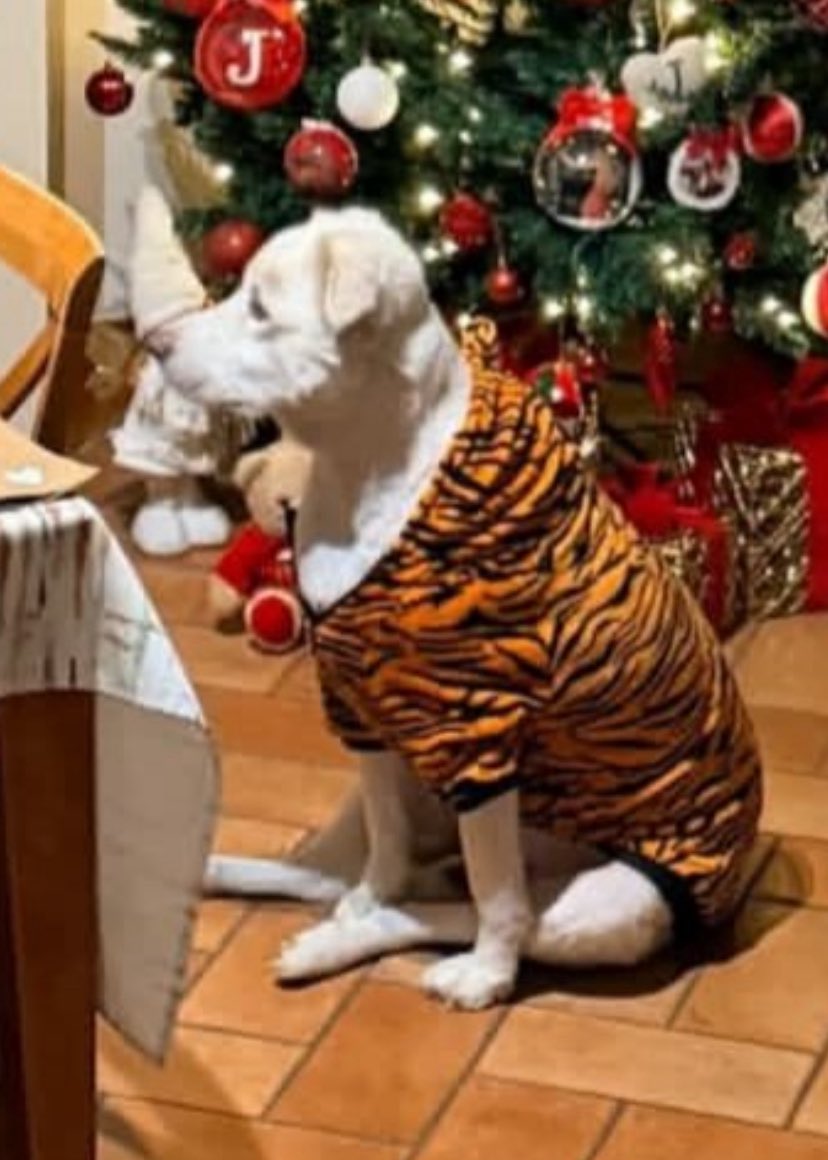 giopy79's tweet photo. #helenaprestes grazie a nome di Amy
Finalmente libera da quella. seppur bellissima, tutina #freeamy #heleners #tigres https://t.co/C8qJhNDM1t