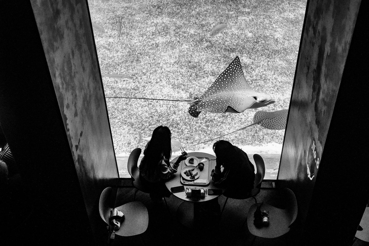 美ら海水族館にて