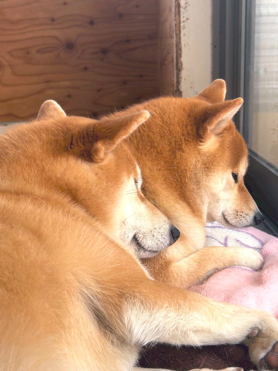 くっつくとあったかい寝