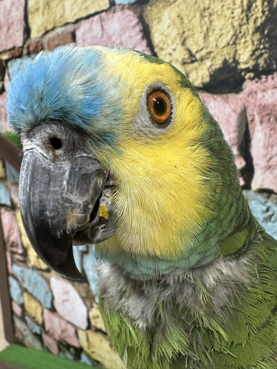 sarugekijo_'s tweet image. 昨日ではありますが、アオボウシインコのミルクくんの26歳のお誕生日でした👏

鳥インフルエンザで会える機会は少ないですが、ふれあいとして頑張ってます☺️
これからはショーにも出れるように頑張ろうね✨
#東北サファリパーク
#ミルク　#季節ハズレの換羽期🪽