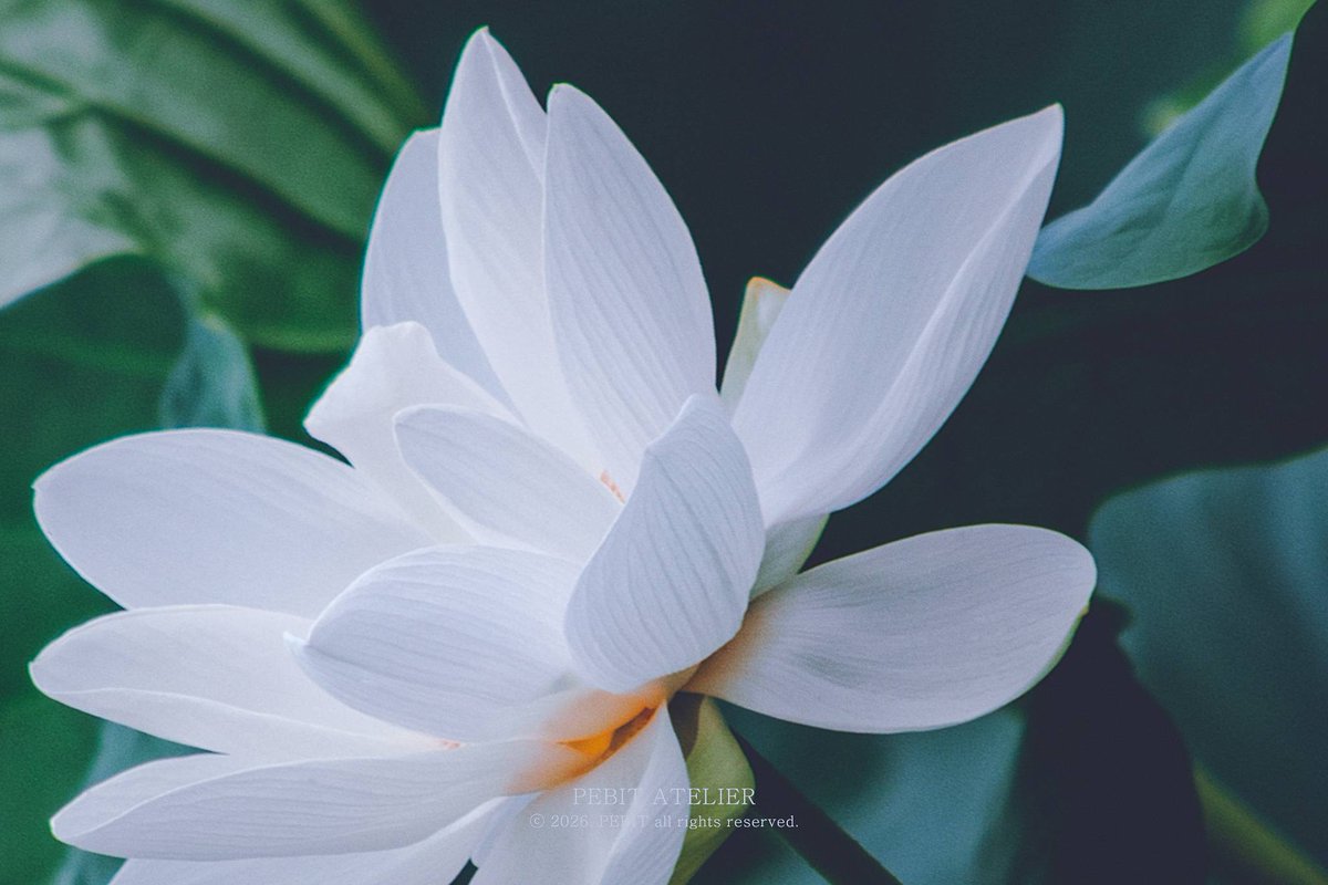 _pebit_'s tweet image. 가까이 다가갈수록 더 선명해지는 아름다움