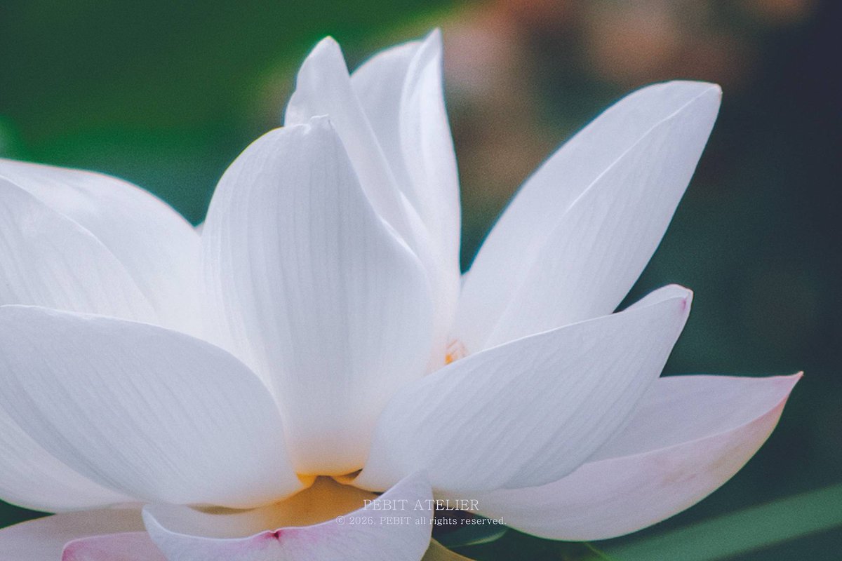 _pebit_'s tweet image. 가까이 다가갈수록 더 선명해지는 아름다움