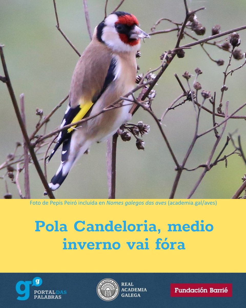 AcademiaGalega's tweet photo. Pola #Candeloria, medio inverno vai fóra. Aínda que hoxe custe crelo, o refrán non engana! Festexamos o casamento dos paxariños admirando especialmente o #xílgaro, proposta do noso @PortalPalabras pola súa elección como Ave do Ano 2026 @SEO_BirdLife 👇
https://t.co/tnM0cMWWHZ https://t.co/DJQ6Pwuun1