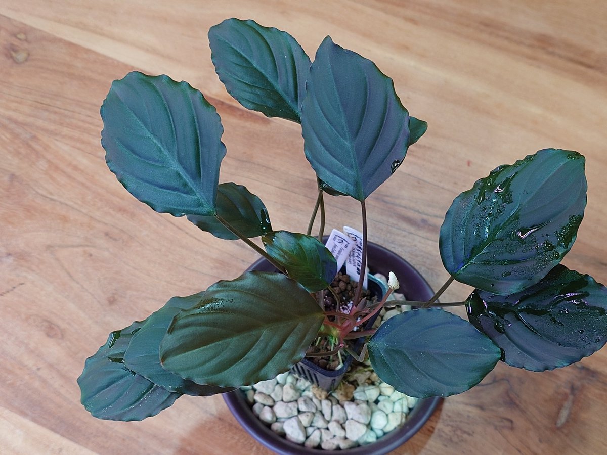 【リノゴビウス】Bucephalandra・Homalomena より (@Ui0903) / Posts / X