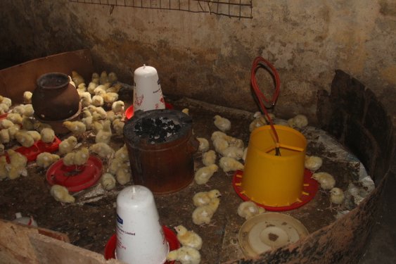 IST_Uganda's tweet photo. Obedience is closing the loop by using these nutrient-rich BSF larvae as a high-protein, low-cost alternative for poultry feed. 

Instead of relying on expensive, imported feeds, she is producing her own "superfood" that makes her chickens grow faster &amp; healthier. https://t.co/irwHt3vsJE