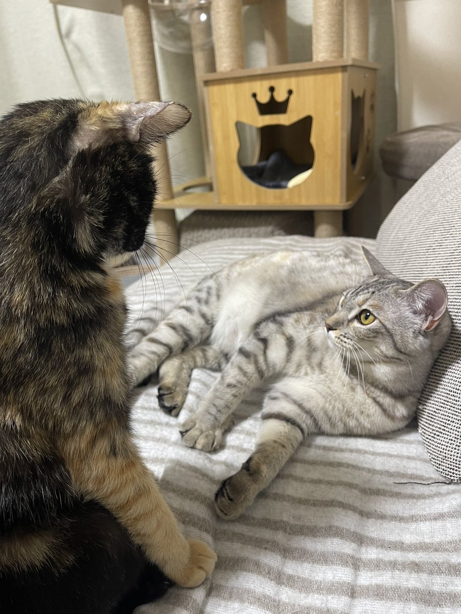 雷様 雷十太先生 (@asjSvnCZl18wKXM) / Posts / X