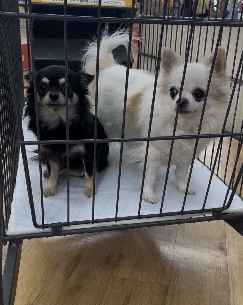 すももちゃん、ホームセンターデビュー✨
ドキドキ💓してたの可愛かったよ！
でもベテランシロくんと一緒だったから安心だったね☺️
#チワワ　#秘密結社老犬倶楽部　#シニア犬　#仲良しワンコ