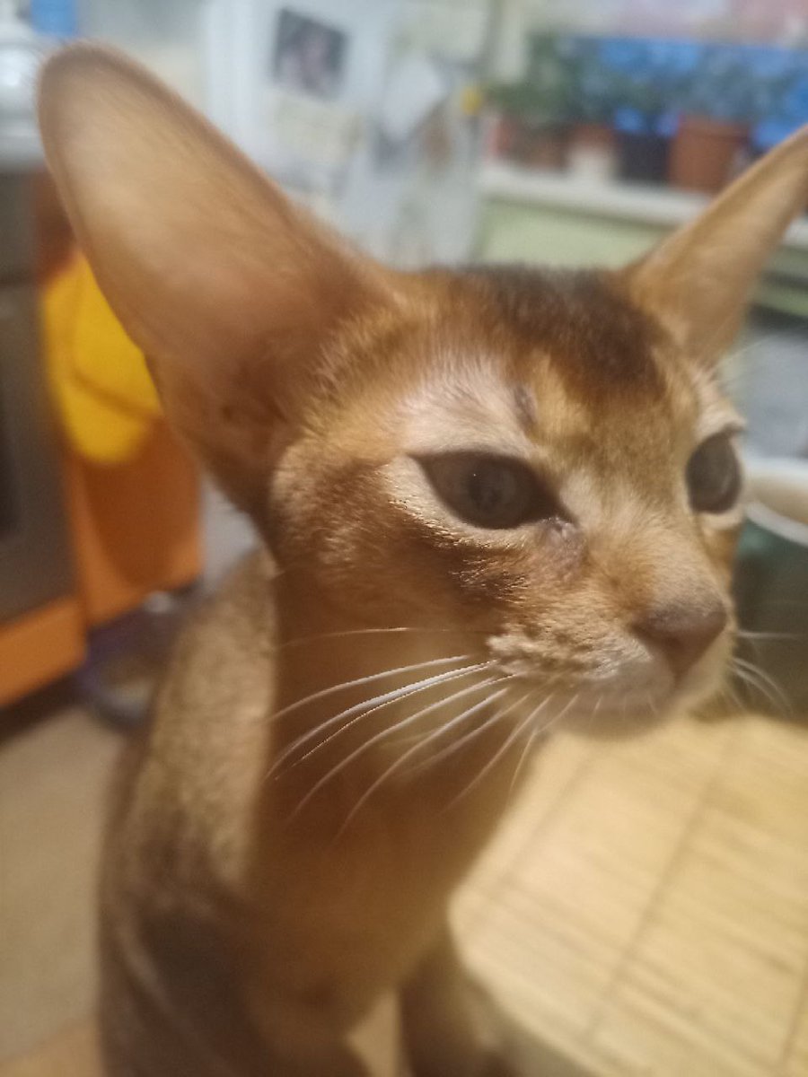 любопытная "варвара"😻
curiosity isn't a sin...