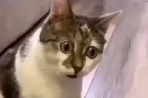 leaa_ricot's tweet image. J’ai été prise en flagrant délit de reniflage de livre à la librairie