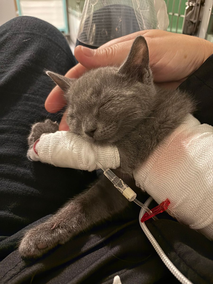 The_Blue_Cross's tweet photo. Left outside with only a note, four-week-old Reggie was no bigger than a palm and fighting for his life. 💔 #Thread https://t.co/h9xOX9uIu2
