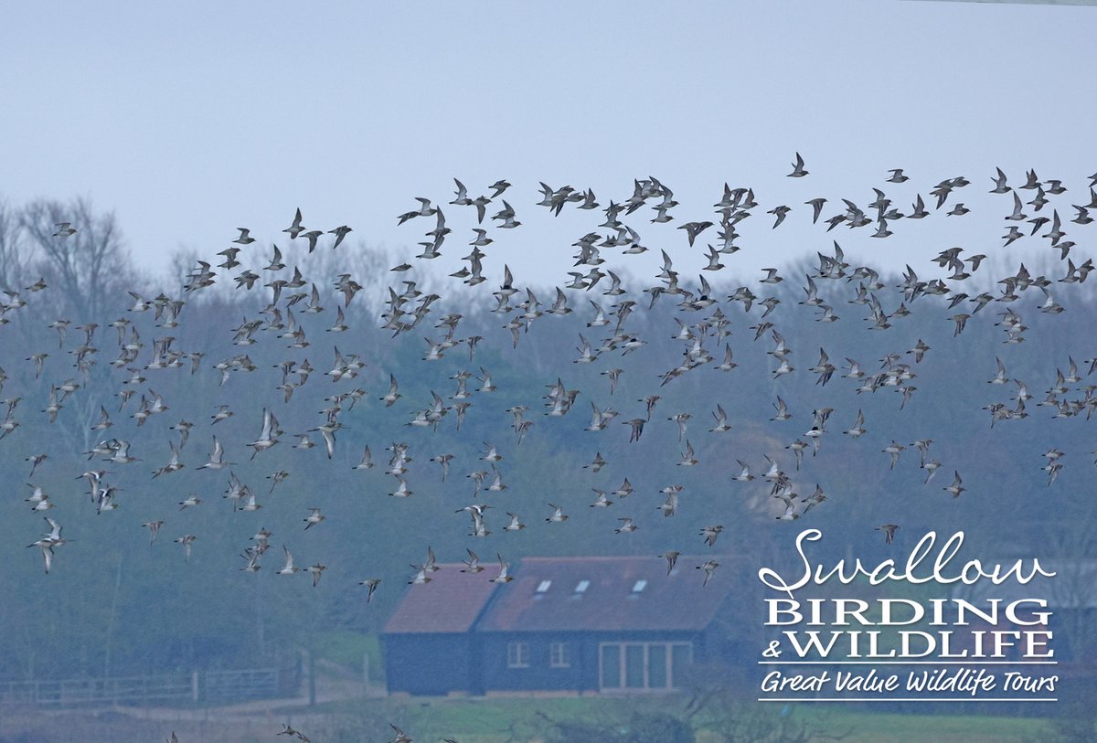 Swallow Birding & Wildlife tweet media