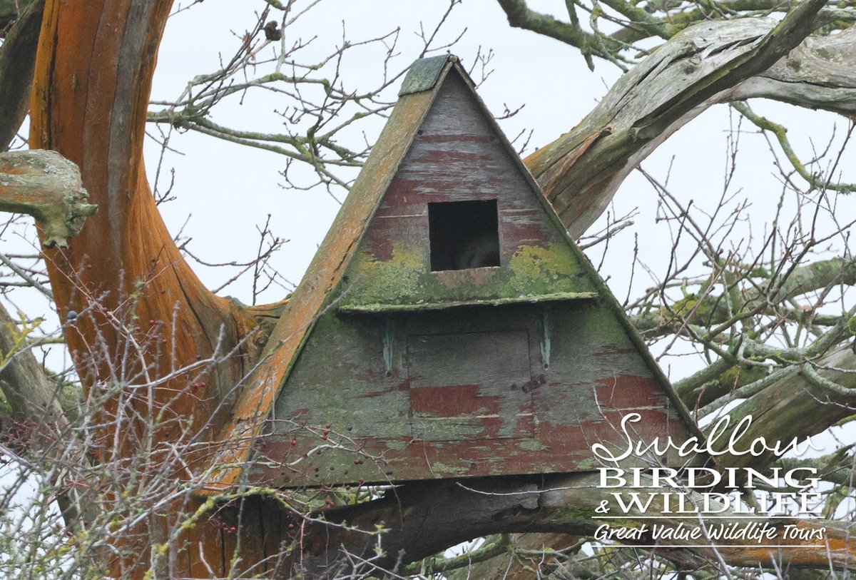 Swallow Birding & Wildlife tweet media