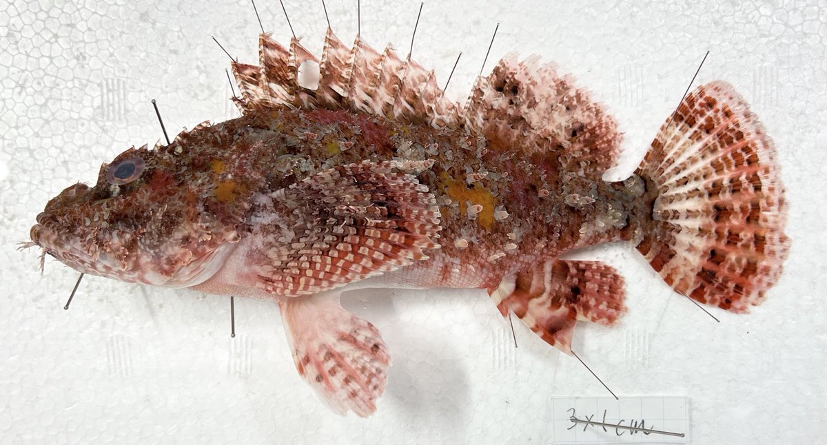 動脈。'26💜🍬🗼 (@scienceheart0) / Posts / X