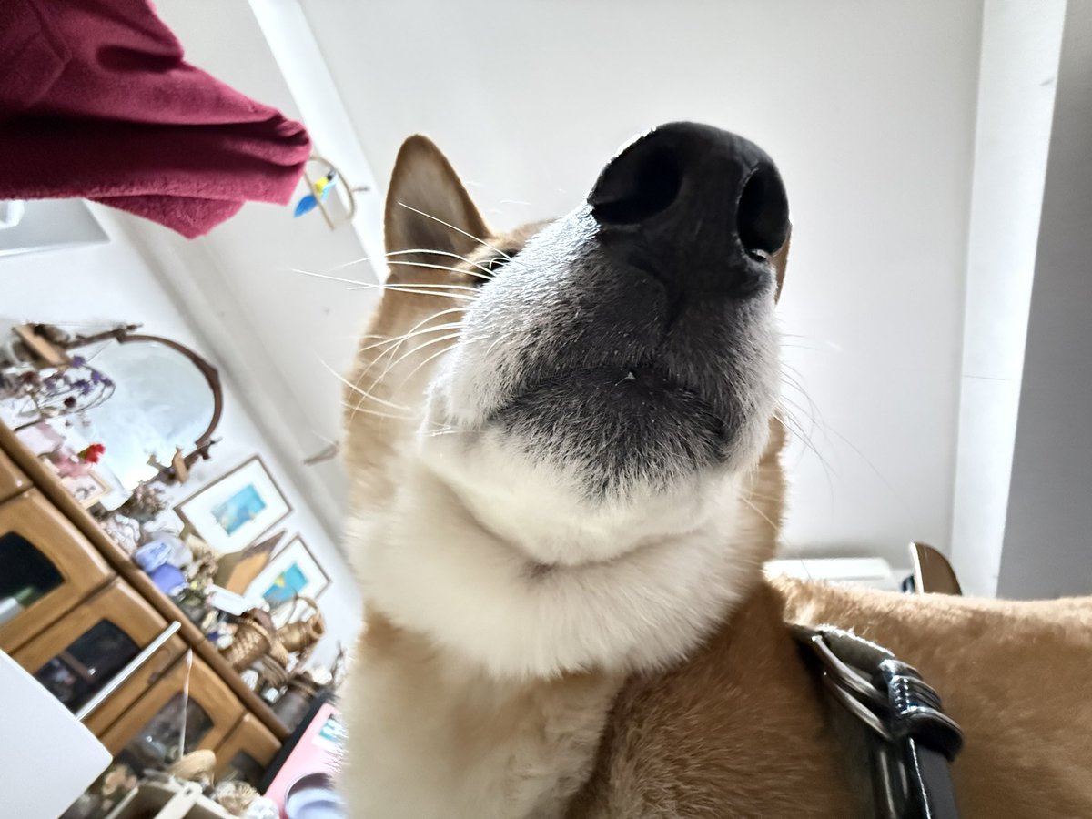 Chicken2Search's tweet image. ただいま
帰るなりひっくり返って撮ったションさん
#柴犬