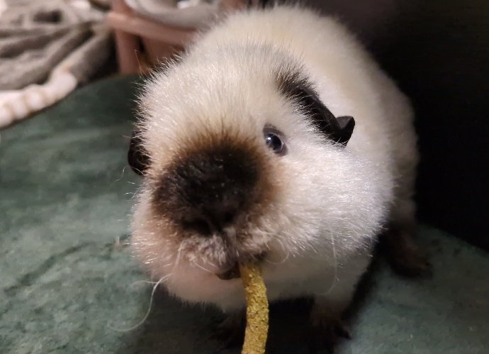 mmmooosus's tweet image. おやつはグルテンフリー🌿