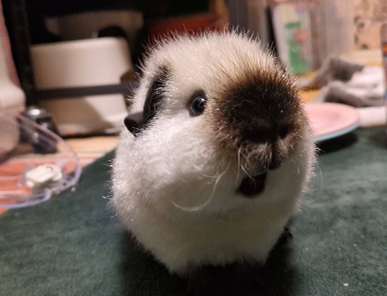 mmmooosus's tweet image. おやつはグルテンフリー🌿