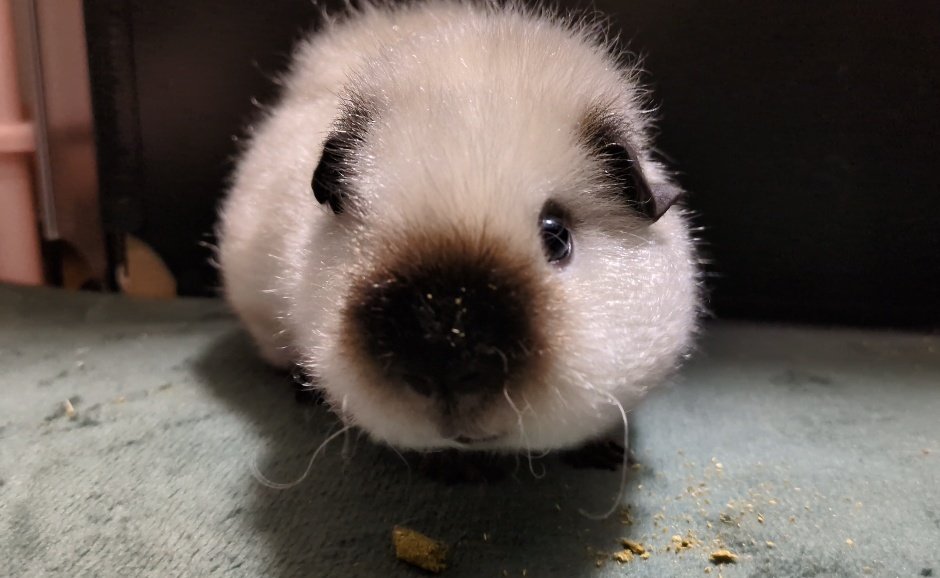 mmmooosus's tweet image. おやつはグルテンフリー🌿