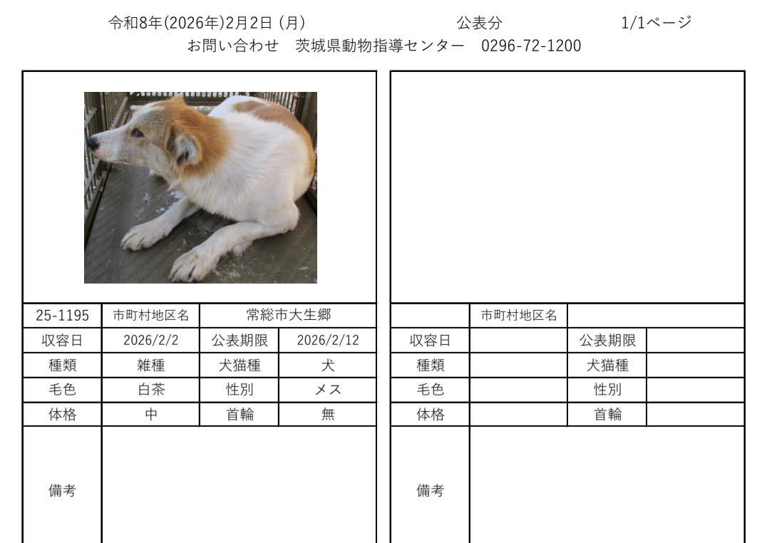 2月2日現在
茨城動物指導センターに保護されている、徘徊迷い犬です。
心当たりのある方は、茨城県動物指導センターへ至急お電話お願い致します。

茨城県動物指導センター
(受付時間　平日　8:30~17:15)
0296-72-1200
#迷い犬
#迷い猫
#犬
#猫
#茨城県迷子犬
#茨城県迷子猫