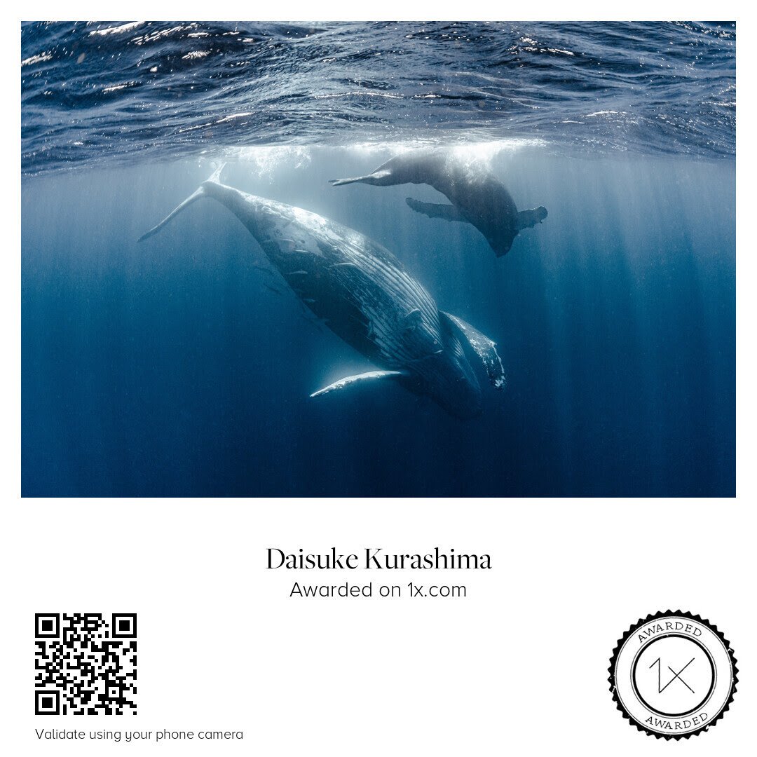 Divedog9640's tweet photo. 1ヶ月かかってAwarded？
なんかQRコード付いてきた

今年も確定申告の準備でヒーヒー言ってますｗ https://t.co/e7yykoJYWE