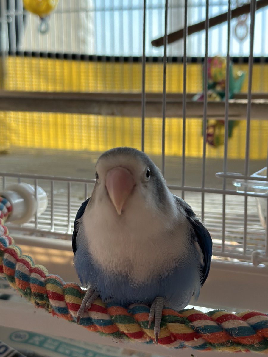 앵무가 주는 사랑 그리 거창한게 아니어도 아래에 인간신체부위있으면 거기 안 떨어지게 슥 피해서 둉 싸주는거 사랑이라고 봐야지🥹