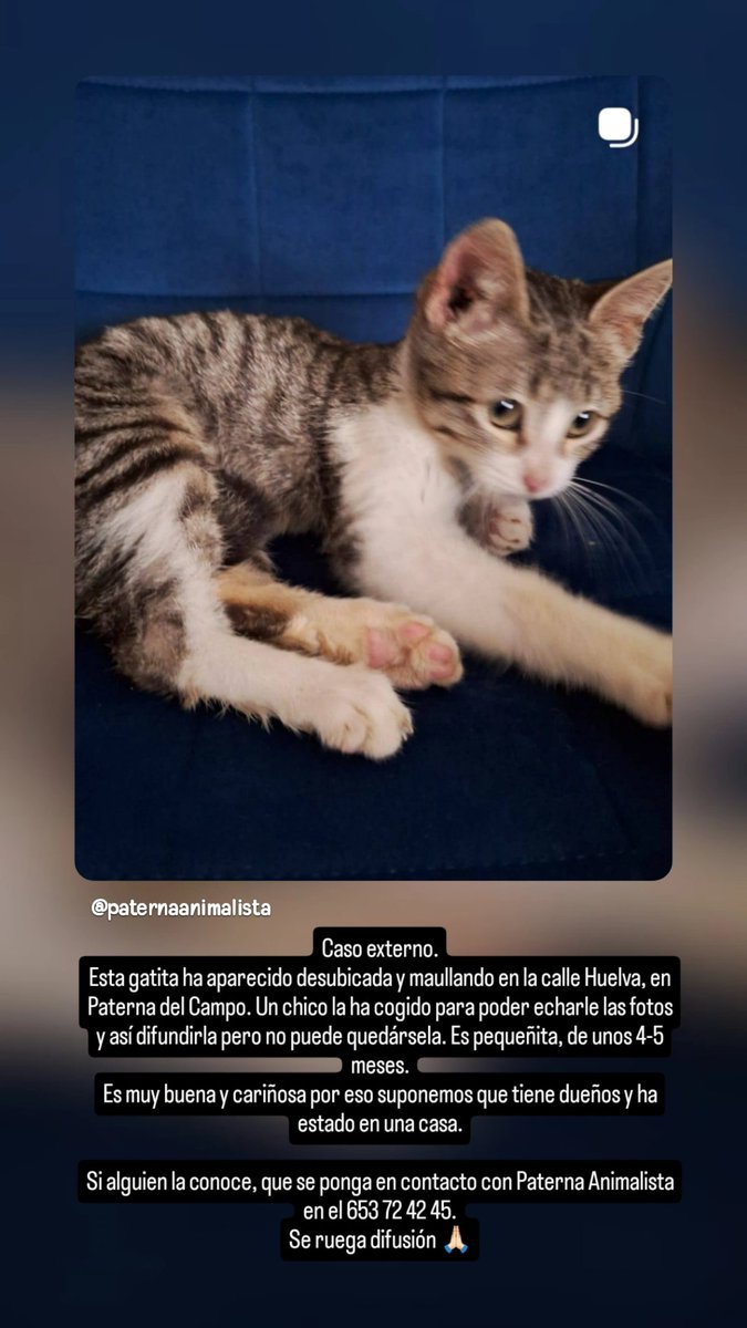Caso externo. 

Gatita perdida en la localidad. Se ruega difusión.