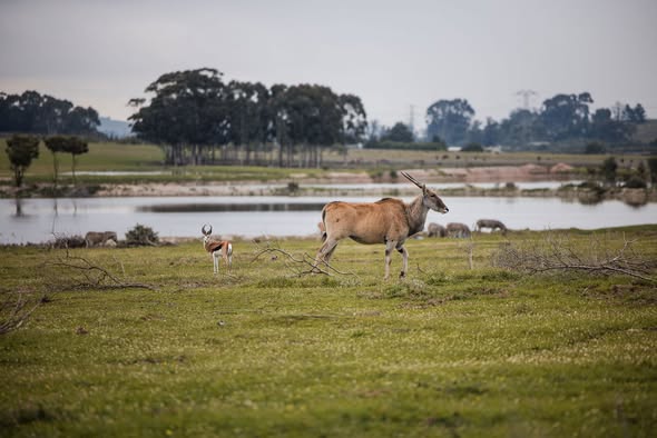 villiera's tweet photo. Experience the wild side of the Winelands!
Did you know that Villiera is home to a dedicated Wildlife Sanctuary? Beyond our vineyards, we protect over 220 hectares of wilderness where giraffe, eland, and zebra roam free. https://t.co/LjvCYGYcc9