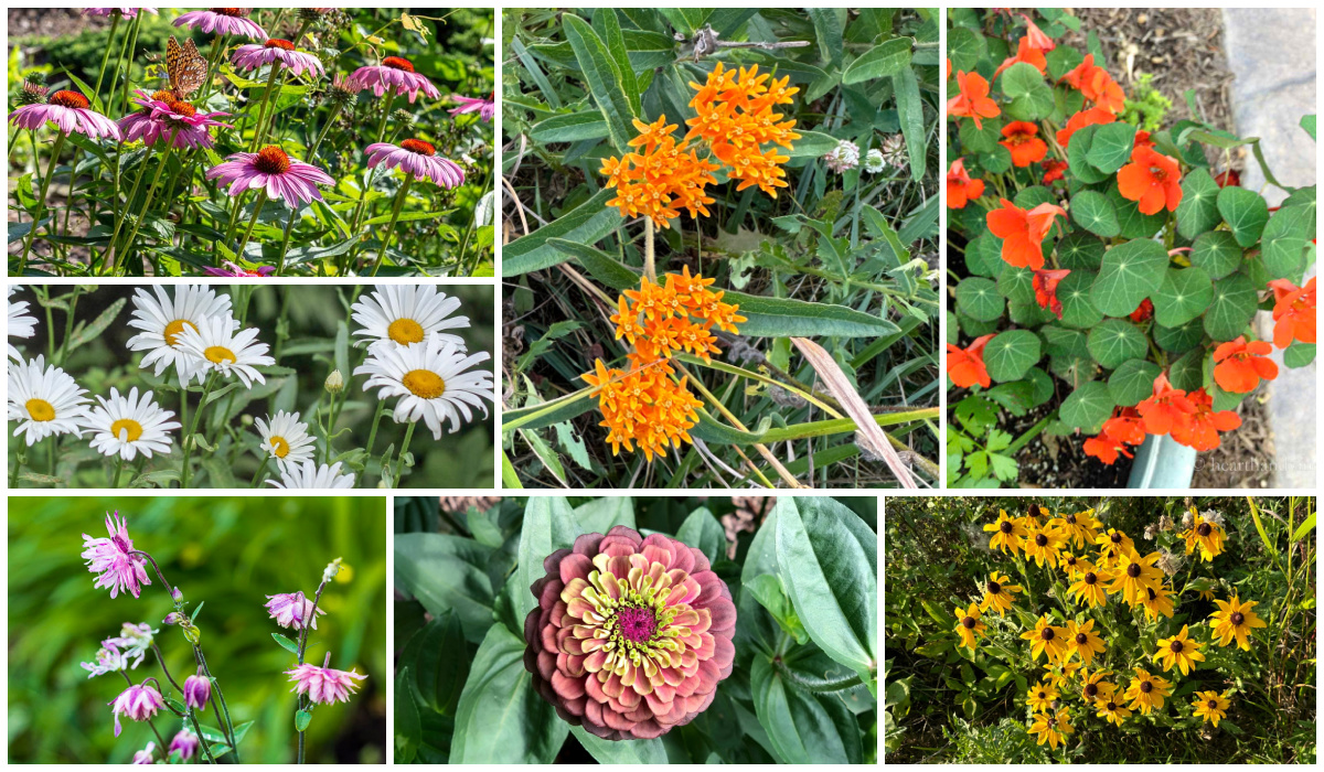 Easiest Flowers to Grow From Seed hearthandvine.com/easiest-flower…