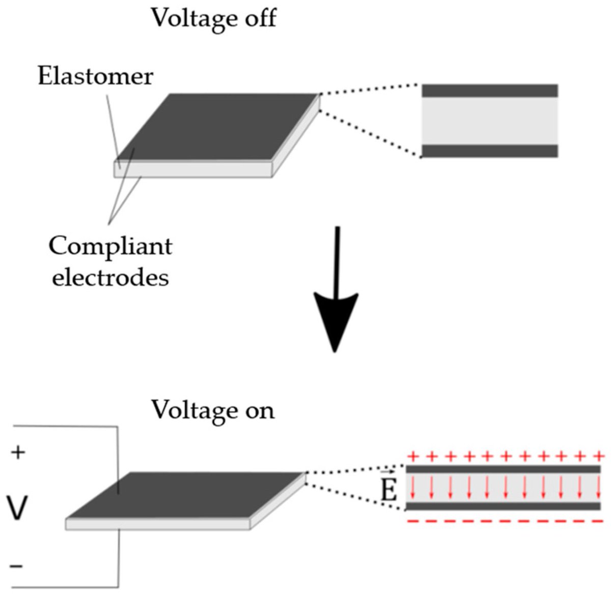 Biomim_MDPI's tweet image. 🦾🤲This study presents a lightweight finger prosthesis driven by dielectric elastomer actuators (DEAs) arranged as agonist–antagonist artificial muscles, offering compliant and muscle-like actuation.

🔗mdpi.com/2313-7673/9/2/…

#SoftRobotics #Prosthetics #ArtificialMuscles