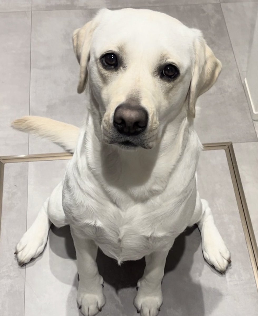 ヨクネル (@ohigeojisan) / Posts / X