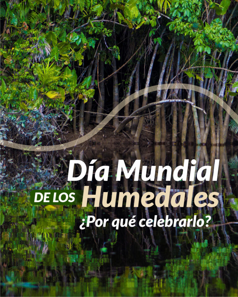 Día Mundial de los Humedales
¿Por qué celebrarlo?
tierraviva.org/dia-mundial-de…