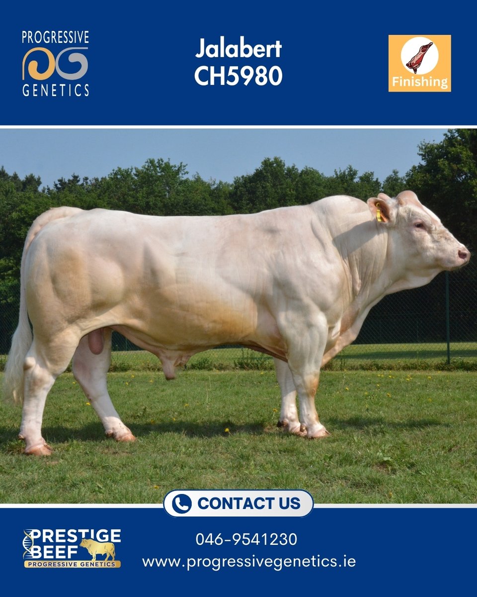 Prestige Beef tweet media