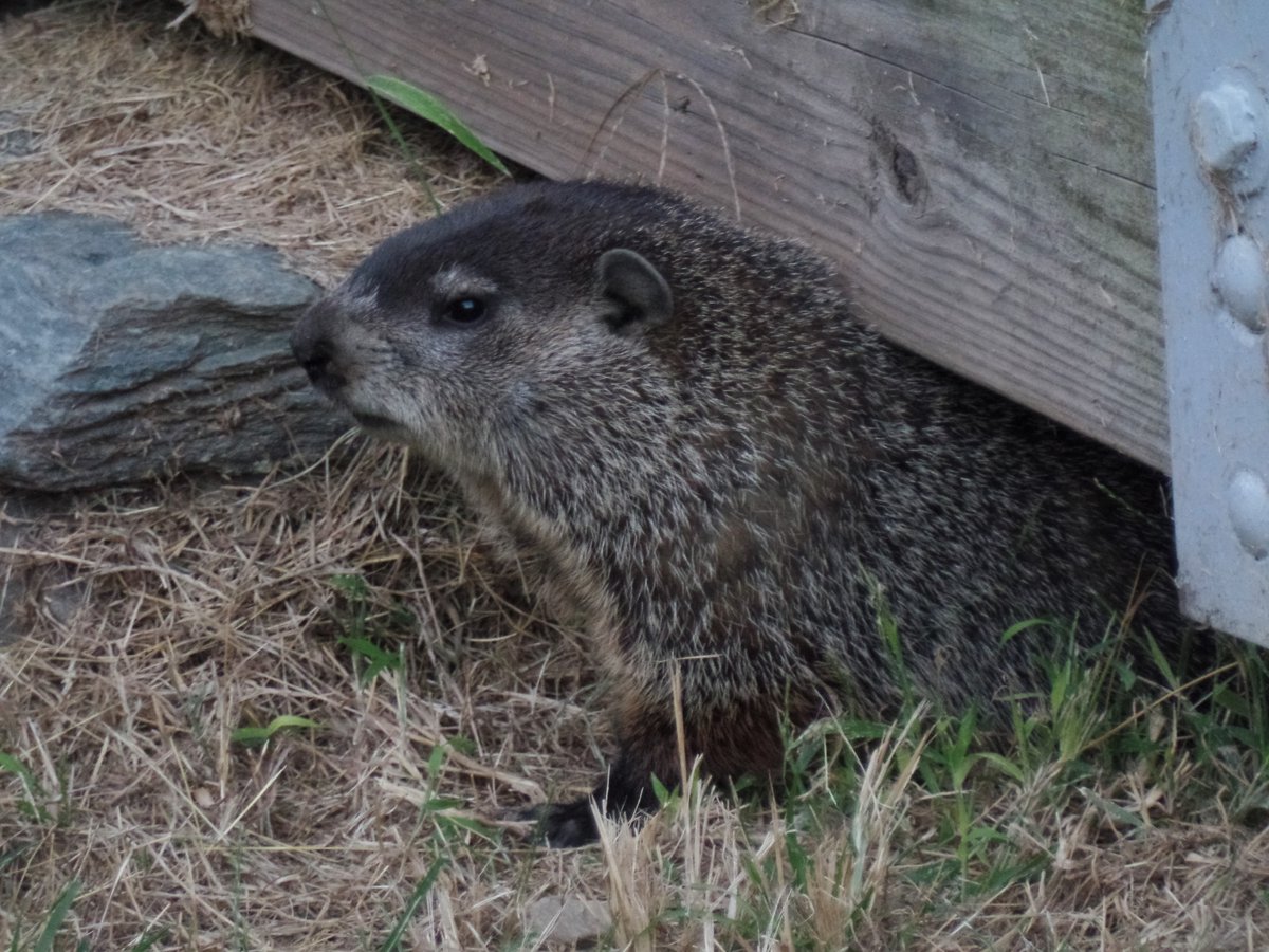 USFWS's tweet photo. Ah yes. The annual emergence.

On this sacred day, a groundhog emerges from the ground, squints at the world, and is immediately burdened with the responsibility of predicting the future. No pressure.

Photo of a groundhog in West Virginia by Danielle Fumagalli/STE https://t.co/zvX1SwF6iQ
