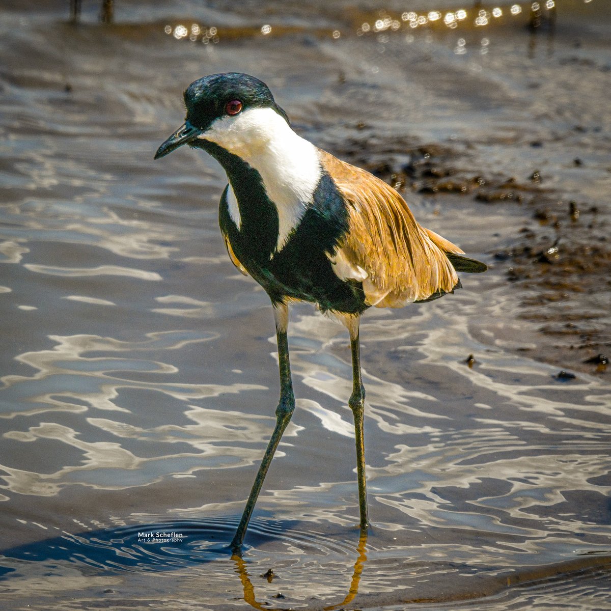 Mark Scheflen (kiboko_mark) tweet media