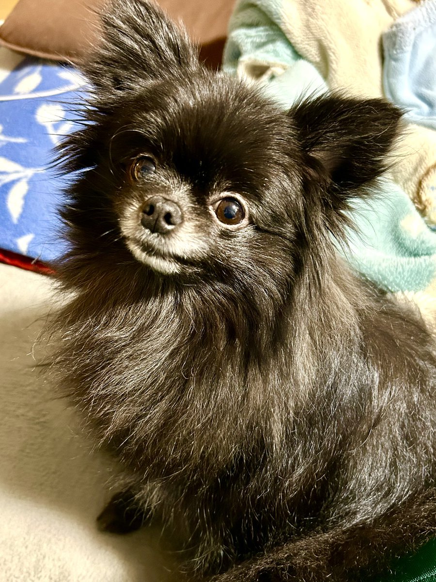 今夜のラム🐶（黒ポメ♀3歳） なにか言いたそうなラムさん☺️何も