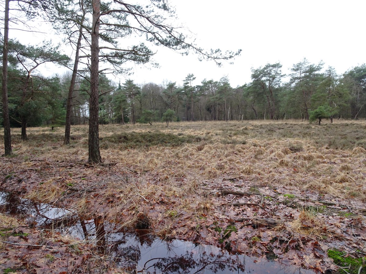 Wandelnet tweet media