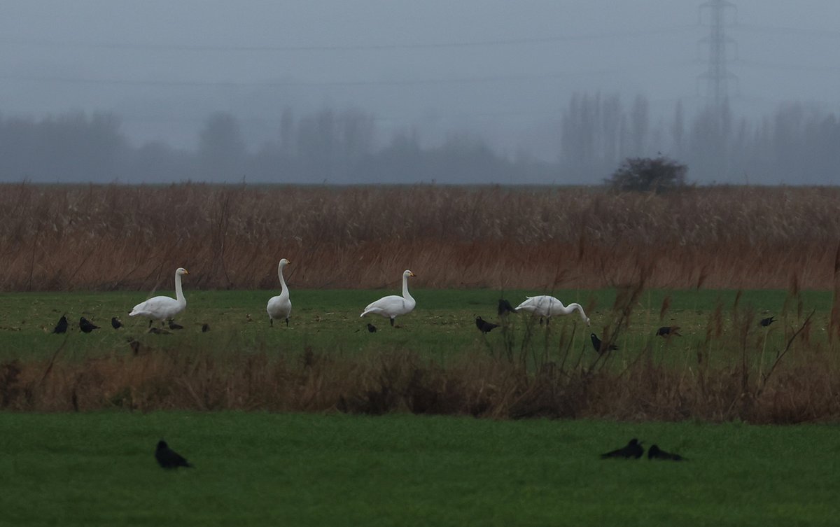 Robs Birding tweet media