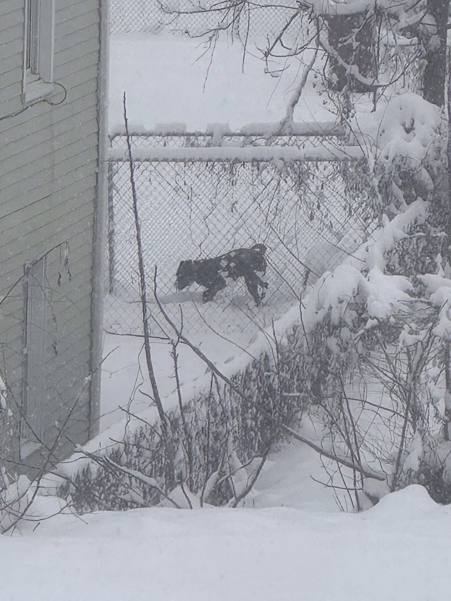 ⚠️#TENNESSEE PEOPLE I’M TRYING TO GET THIS DOG RESCUED FROM CERTAIN DEATH IN THIS WEATHER⚠️

📣📢LOCALS, I DON’T CARE HOW YOU SAVE HIM: BREAK THE DAMN LAW SINCE THE POLICE👮🏻‍♀️HAS BEEN CALLED EVERYDAY WITH NO AVAIL.

📍ADDRESS
410 E Fairview Ave Johnson City TN

Video &amp; contacts⬇️