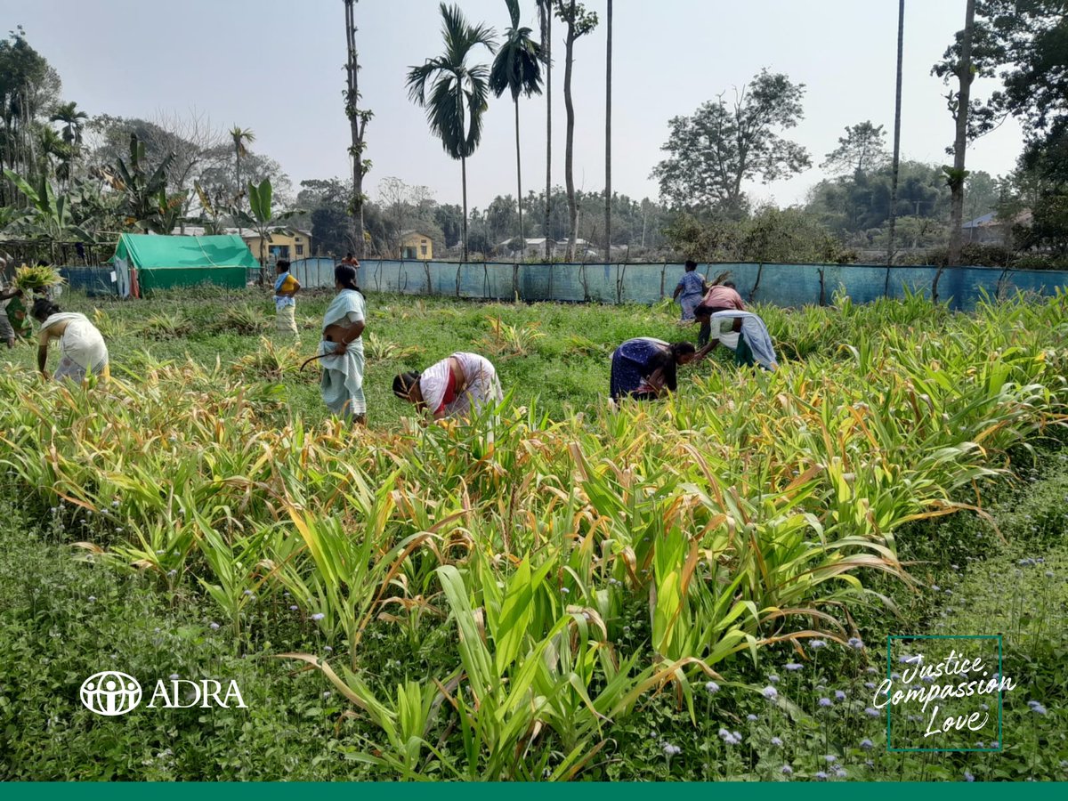 Farmer Interest Group (FIG) members under the PRECISE Project are leading fodder cutting and distribution activities for dairy farmers. This community-driven effort highlights the role of organised farmer groups in preparedness, protecting livestock, and sustaining livelihoods.