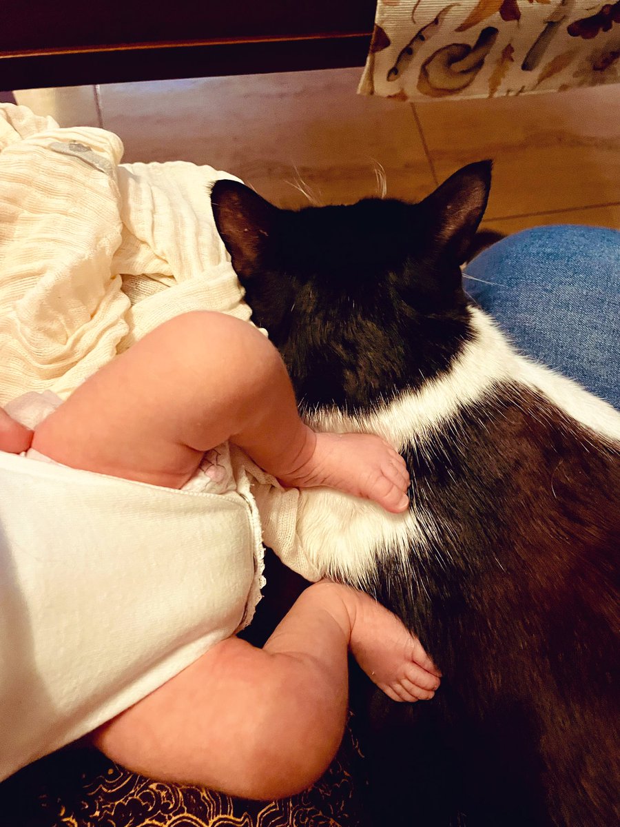 🍄Selodris 🍁 tweet media