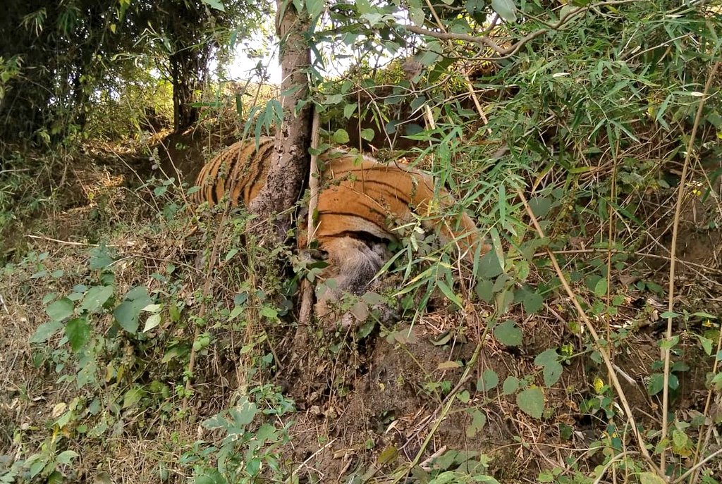 gristvikash's tweet photo. 2 tiger carcasses have been found within a distance of about 200 mtrs in Karpa Circle(RF 382)of Banchachar Beat under the North Forest Division of #Shahdol.The deceased tigers include one tigress and one male tiger.Their deaths are suspected to have been caused by electrocution. https://t.co/5BH5fNrlAo