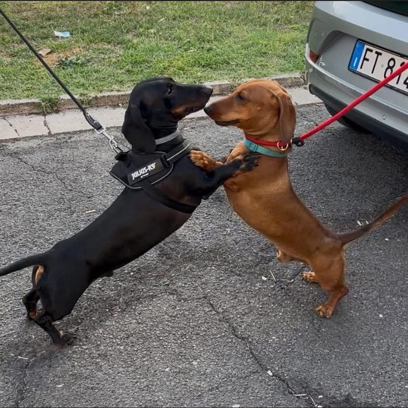 dachshund_usa21's tweet image. Absolutely beautiful 🥰❤️
#dachshunds