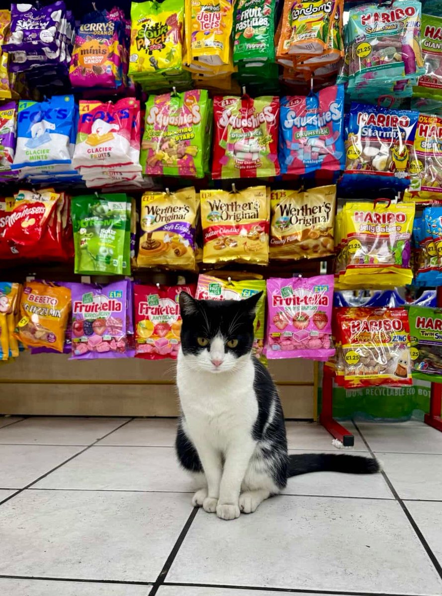 Bodega Cats (@bodegacats_) on Twitter photo 