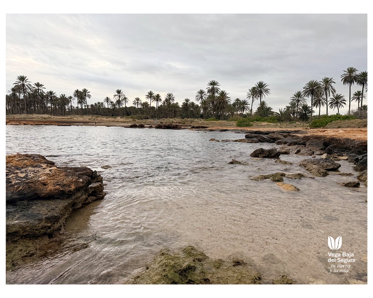 Vega Baja del Segura tweet media