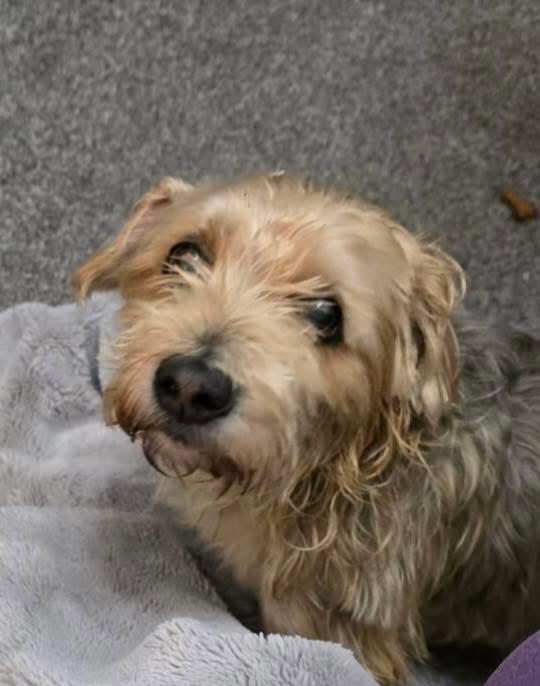 VetsGetScanning's tweet photo. Someone, somewhere must be missing this little #dog.

Found on #RacecoursePark #Mansfield,#Nottinghamshire 31st January 2026

Absolutely no leads whatsoever, no one recognises him, the microchip phone contacts are not working. MicroChip address not near place he was found, no joy at microchip address.

He is safe for now but I suspect a medical condition and he may be receiving and need treatment.

He is an old boy, approx 11.

If you are the owner please get in touch, no judgement. We just need to know you are safe and we can provide him with a safe place, should you need it….

Please share…..like mad🙏

https://t.co/jXQqh1B0QG 

#MakeChipsCount Old microchip data 💔 

Please everyone should check their pet’s microchip registration, there are so many pitfalls and so many databases!  The Government website has all the information you need with live links to each database: https://t.co/6BfimEhbB1

Microchip database information: https://t.co/5Ii2HhhgDw 

#PetTheftReform #ScanMe
