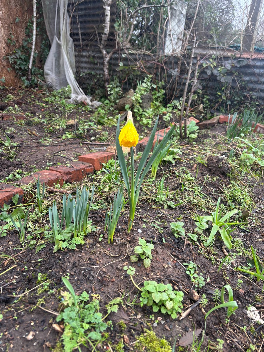 AshtonParkSch's tweet photo. A burst of colour on the Ashton Park School Allotment! Some Year 9's are signed up to the ASDAN gardening short course. Theory based, along with crafts, a garden centre trip & nuturing our allotment. Here are some 'before' and 'after' shots! #spring #firstbloom #WeAreAshtonPark https://t.co/kc9y0I857Z