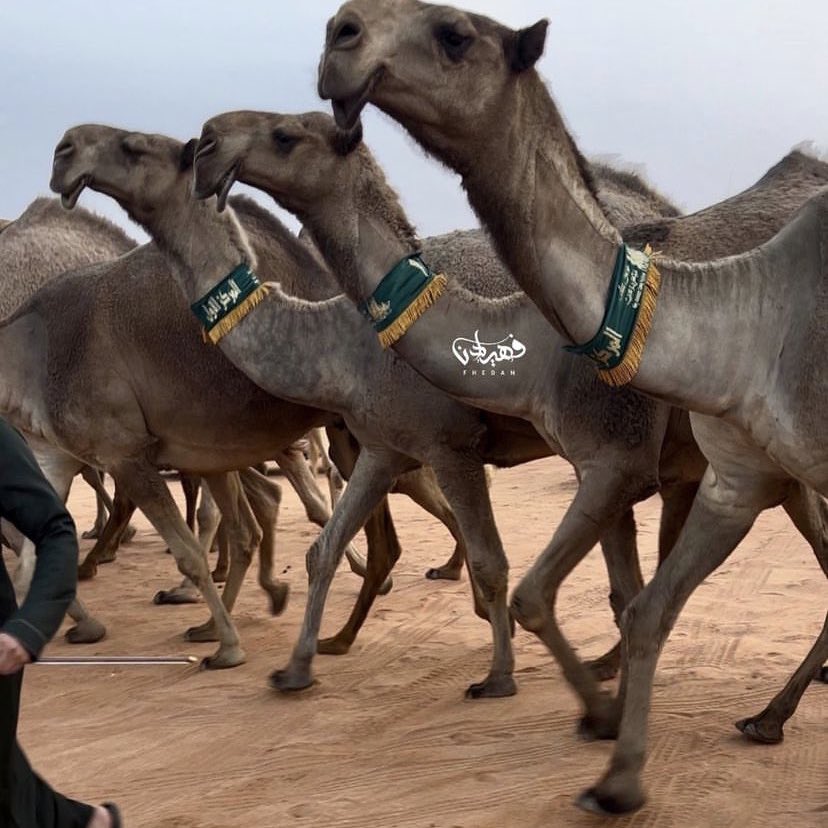 عبدالعزيز⚡️ tweet media