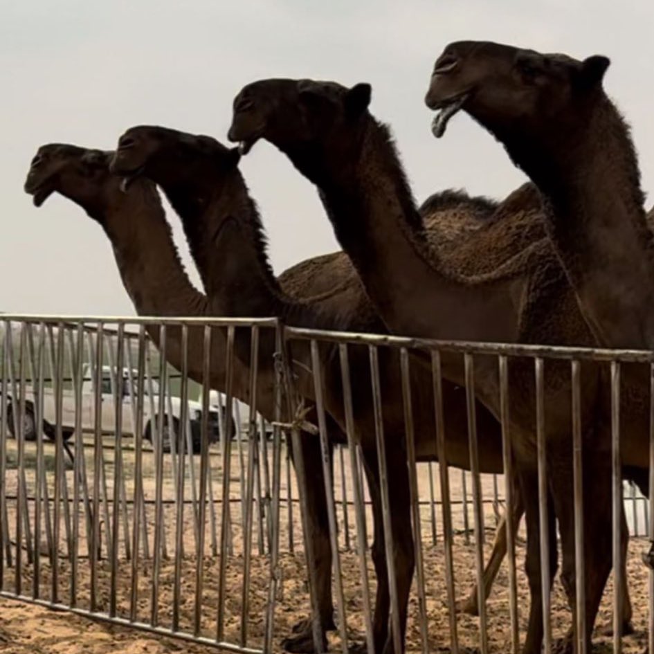 عبدالعزيز⚡️ tweet media