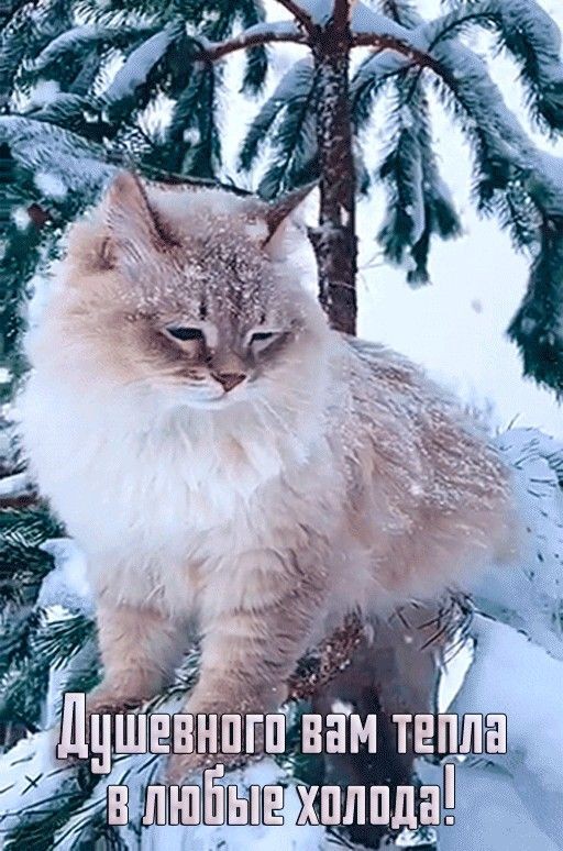 IvvLen's tweet photo. @pasha4mmm https://t.co/aOyg9yyKFU