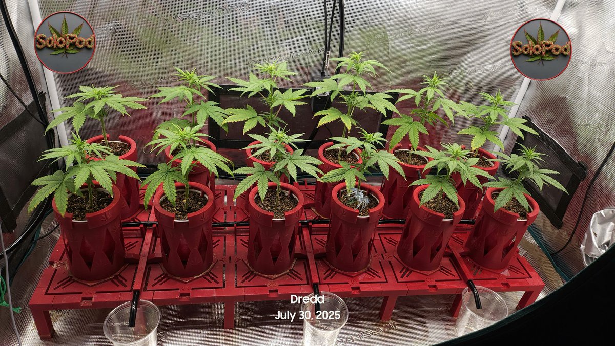 Dredd Prints - Steve tweet media